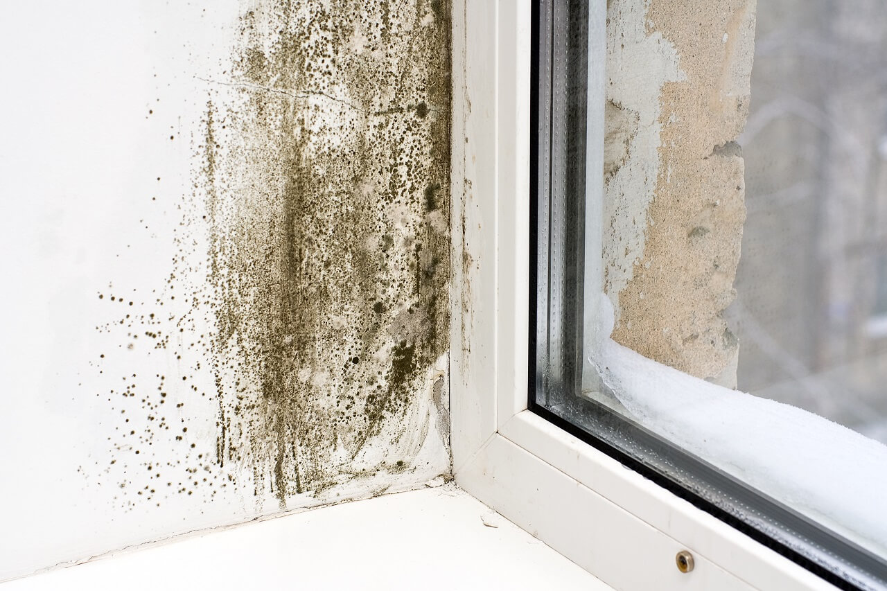 prevent mold growth in the home to experience a healthier environment