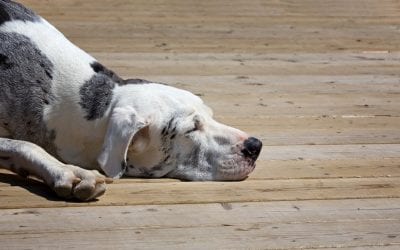 Make Your Deck Safe for Children and Pets