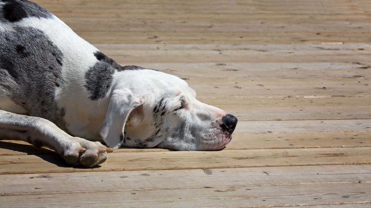 make your deck safe for children and pets to enjoy