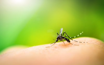 5 Simple Tips to Repel Mosquitoes from Your Property