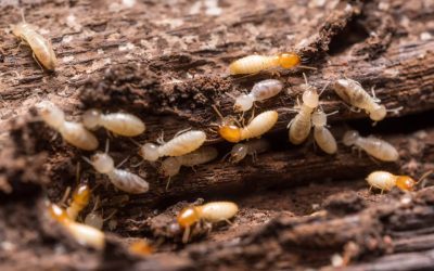 3 Ways to Get Rid of Termites at Home