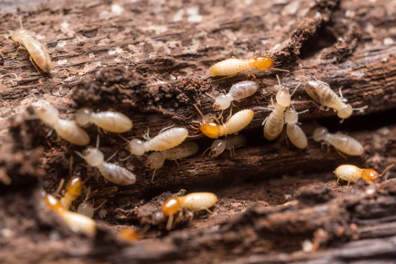 get-rid-of-termites
