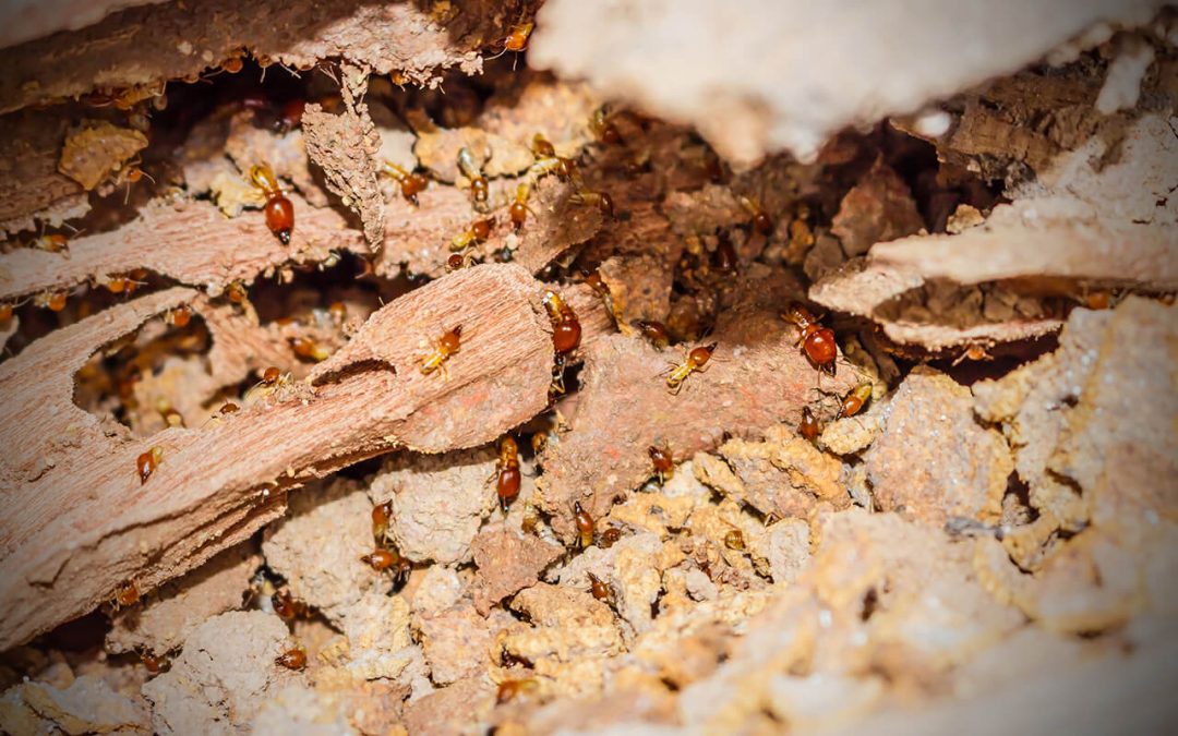 6 Essentials for Preventing Termites in Your Home